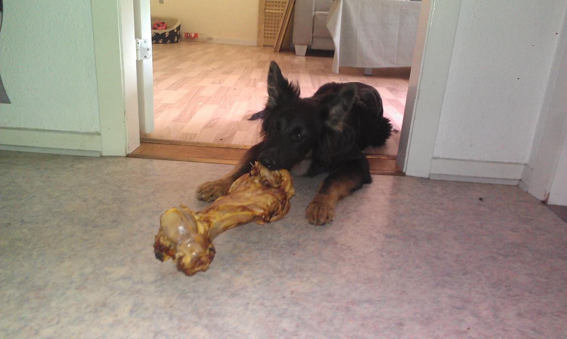 Schæferhund Aichia - 24 uger og forsøger at spise et ben ;-) billede 8