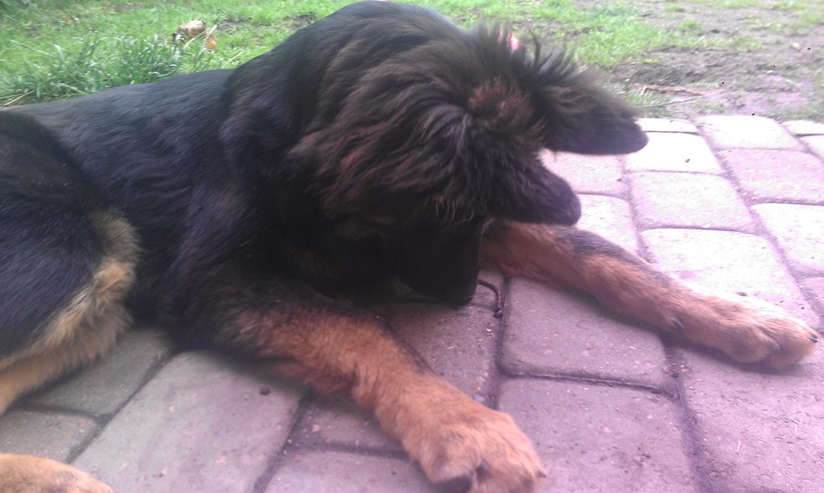 Schæferhund Aichia - 25 uger.. har fået en ny ven :-)
 billede 9