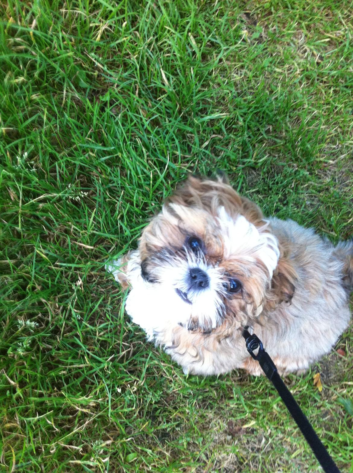 Shih tzu Pepsi billede 2