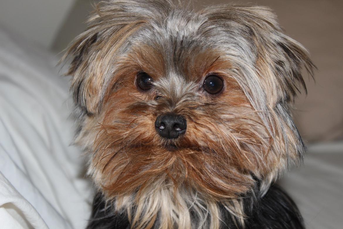 Yorkshire terrier Little Big horns Albert billede 1