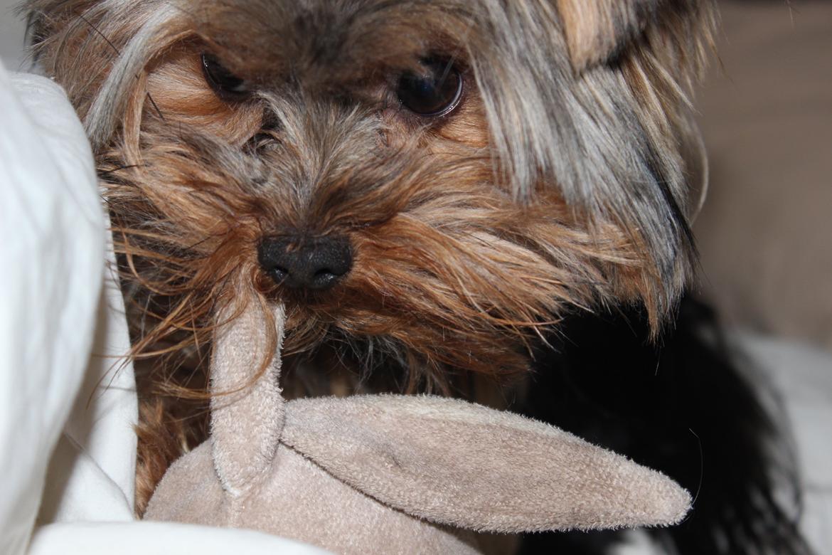 Yorkshire terrier Little Big horns Albert billede 2