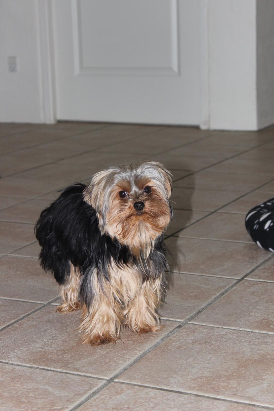 Yorkshire terrier Little Big horns Albert billede 7