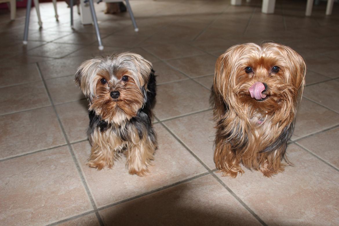 Yorkshire terrier Little Big horns Albert billede 4