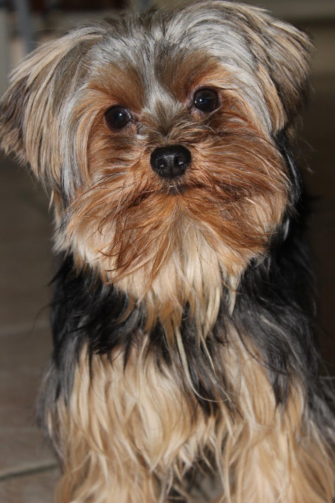 Yorkshire terrier Little Big horns Albert billede 6
