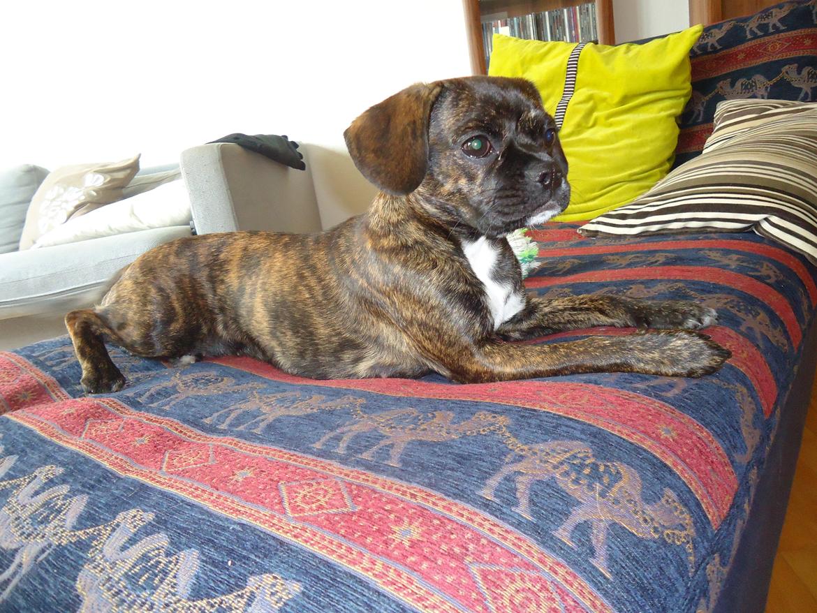 Blanding af racer fransk cavalier stella billede 19