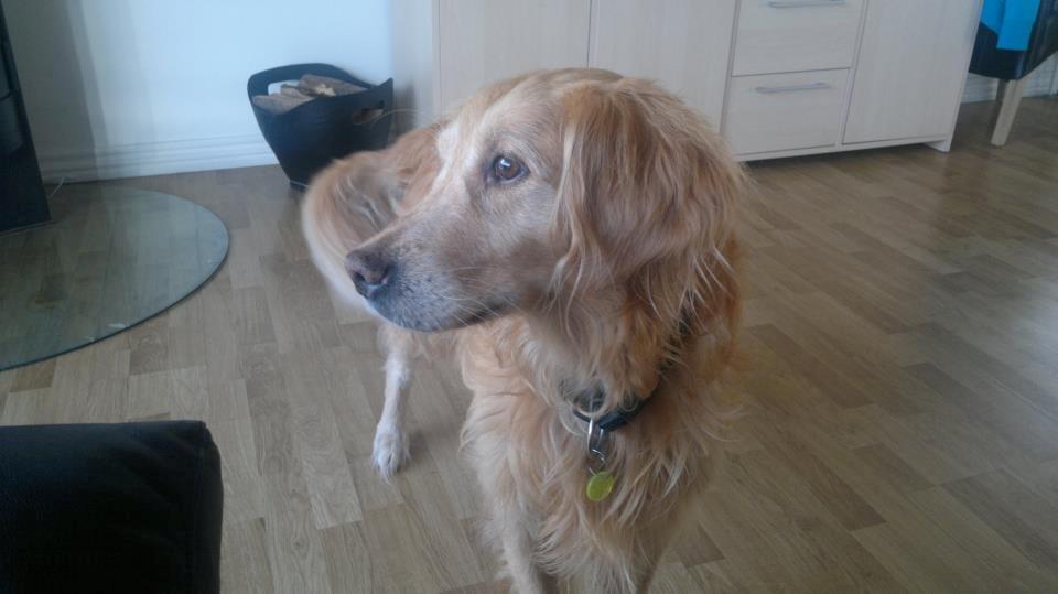 Golden retriever Gismo - Verdens dejligste golden, Gismo .. 5/9-12 .. Kønnere fåes de ikke ♥ billede 3