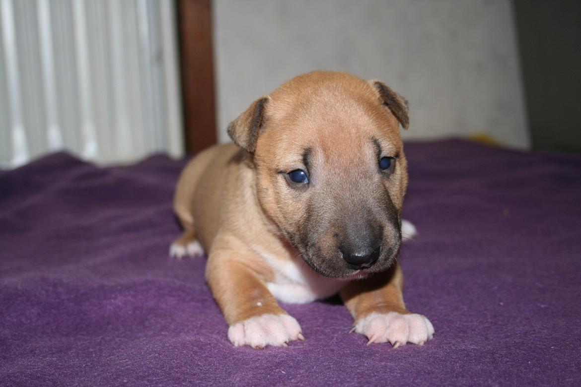 Bullterrier miniature Bosco billede 1