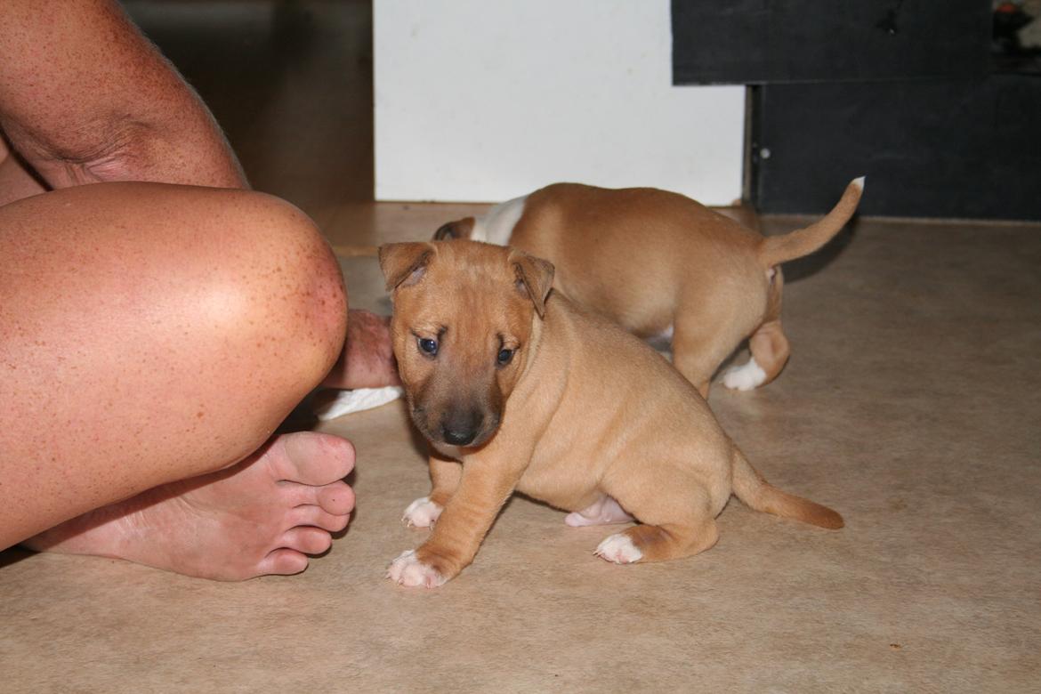 Bullterrier miniature Bosco billede 2