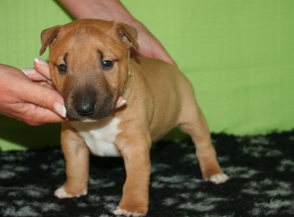 Bullterrier miniature Bosco billede 3