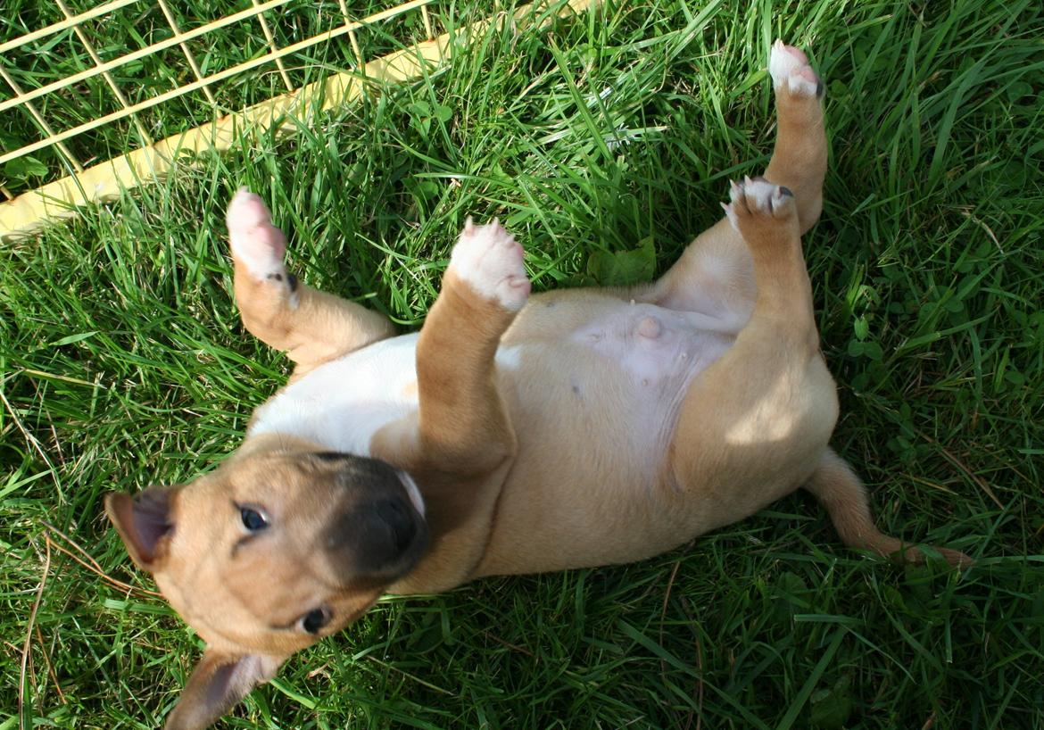 Bullterrier miniature Bosco billede 4