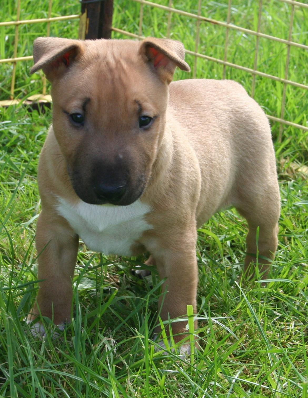 Bullterrier miniature Bosco billede 5