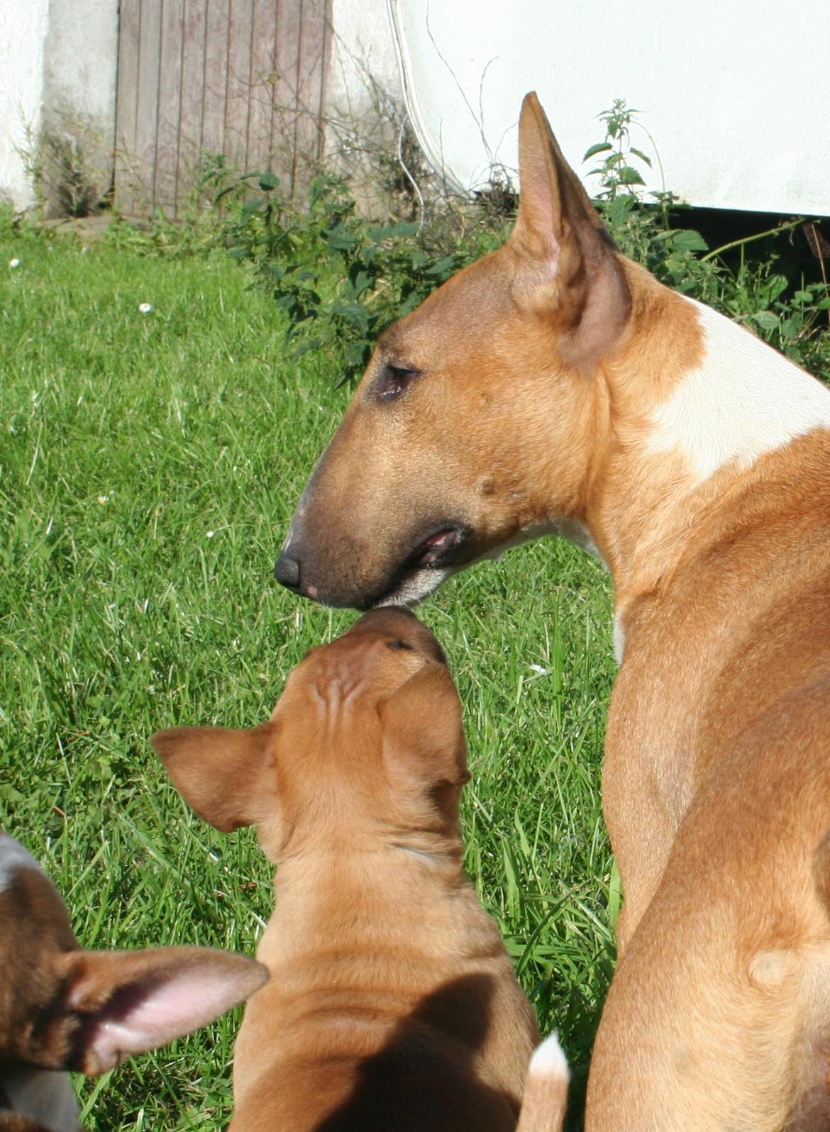 Bullterrier miniature Bosco - Bosco sammen med sin mor :) .. billede 6
