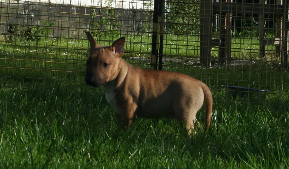 Bullterrier miniature Bosco billede 7