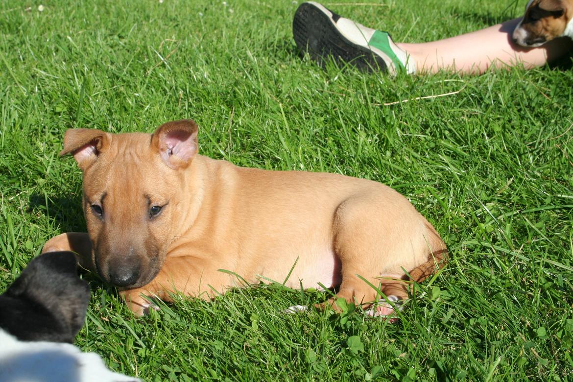 Bullterrier miniature Bosco billede 8