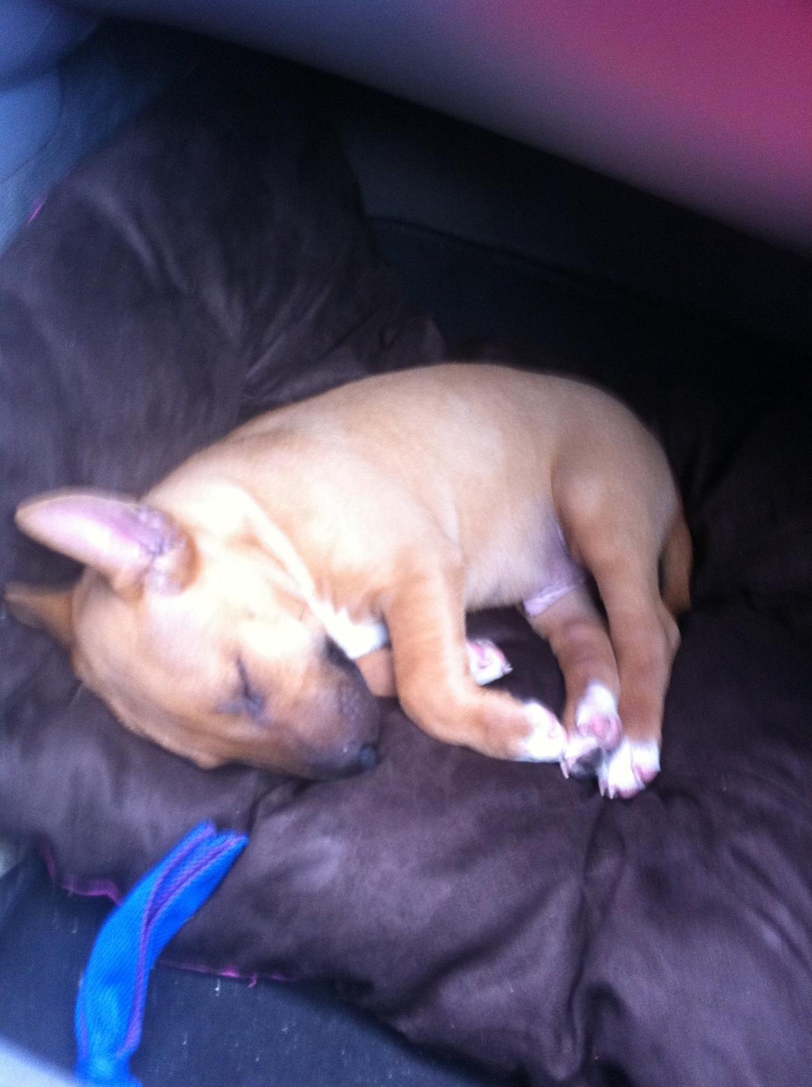 Bullterrier miniature Bosco - Bosco blev træt på vej hjem i bilen .. billede 9