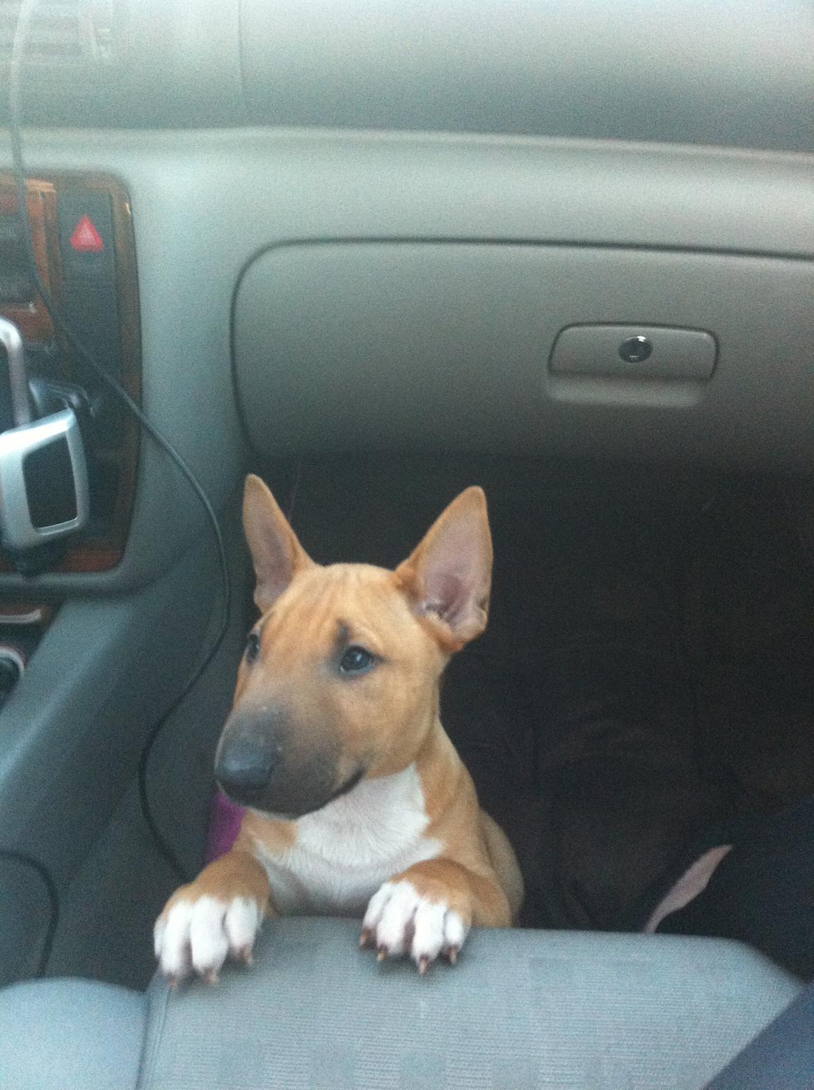 Bullterrier miniature Bosco billede 10