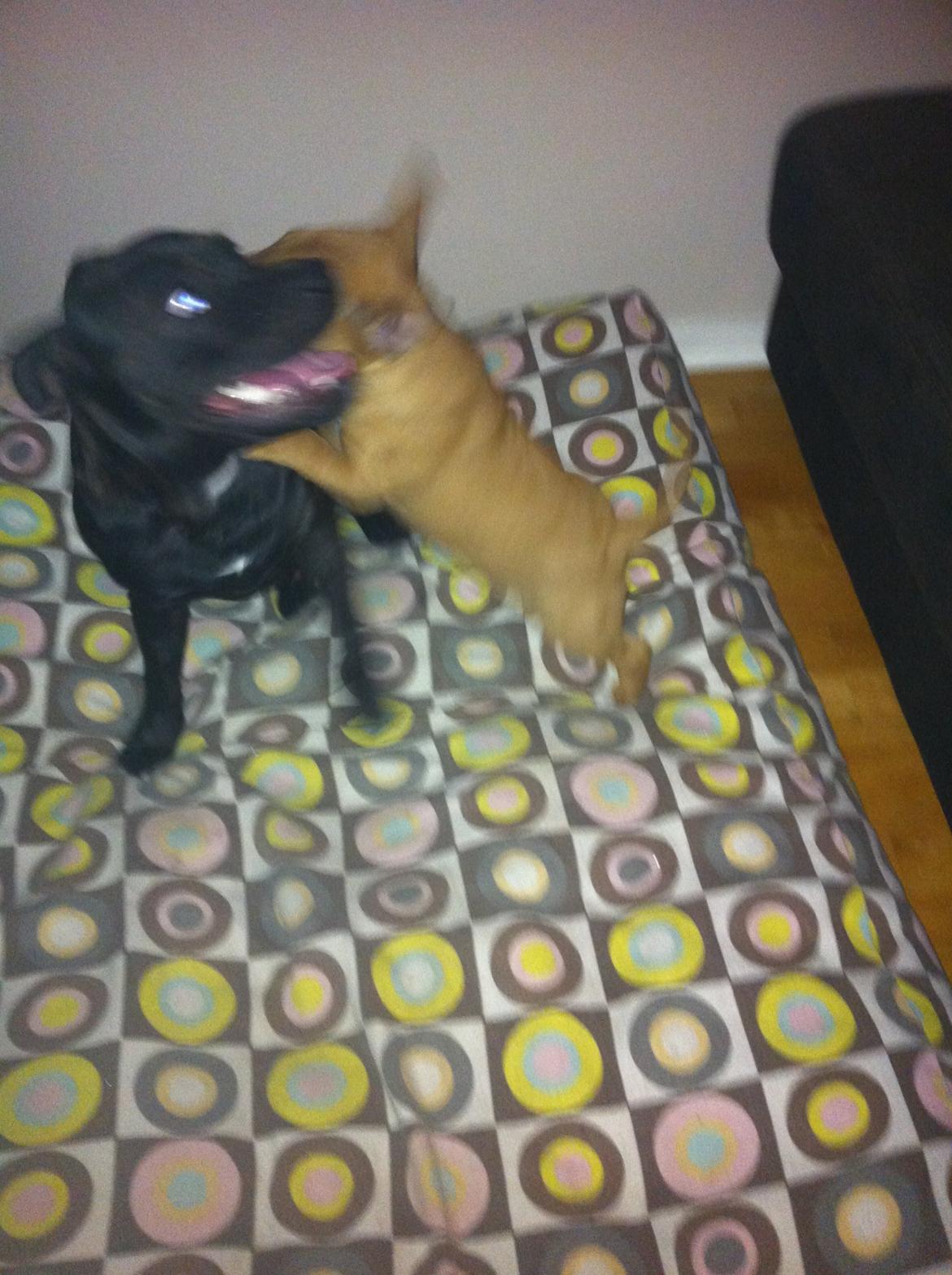 Bullterrier miniature Bosco - Bosco og Batmans første møde .. billede 11