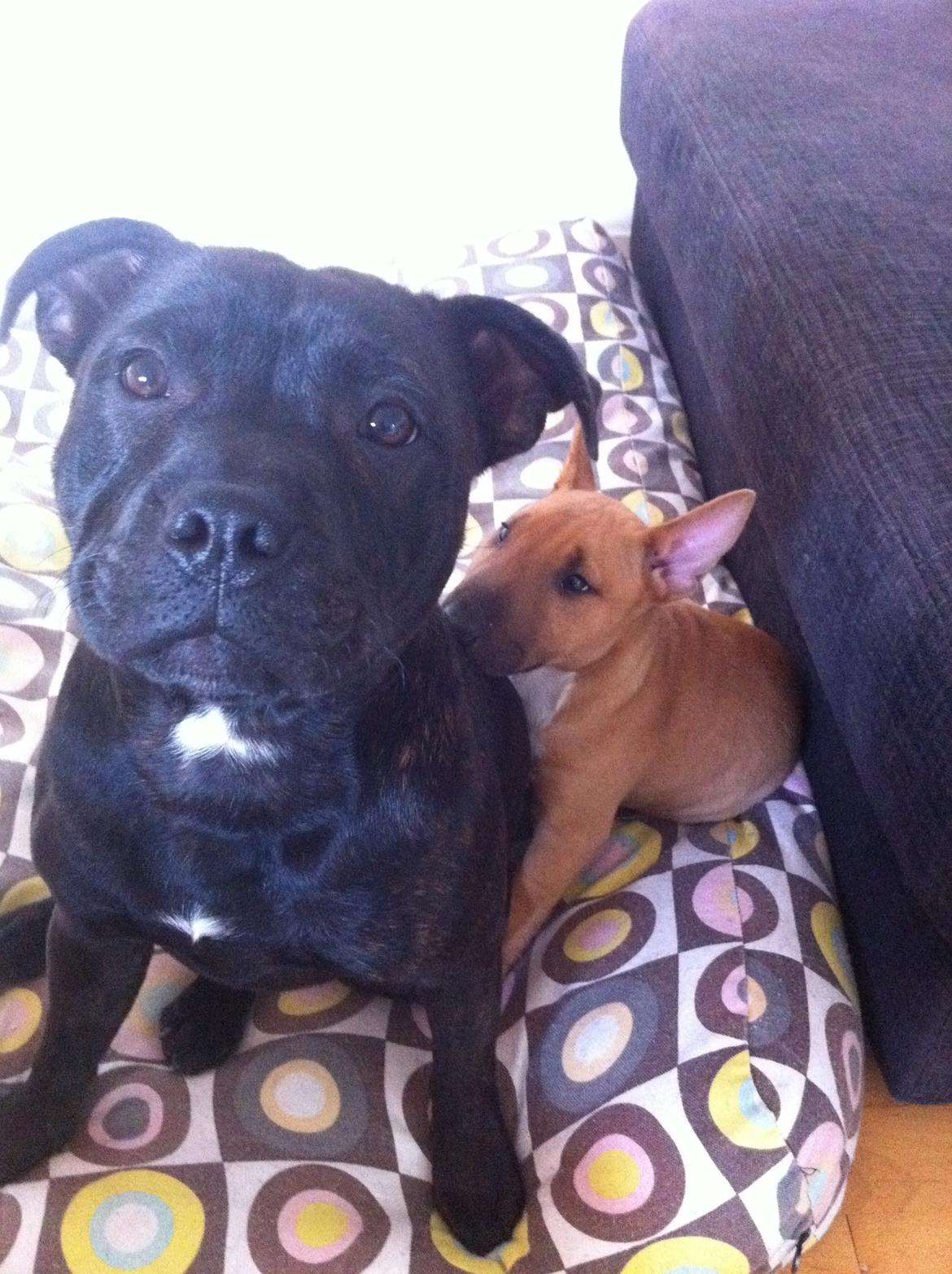 Bullterrier miniature Bosco - Bosco elsker sin storebror Batman <3 .. billede 12