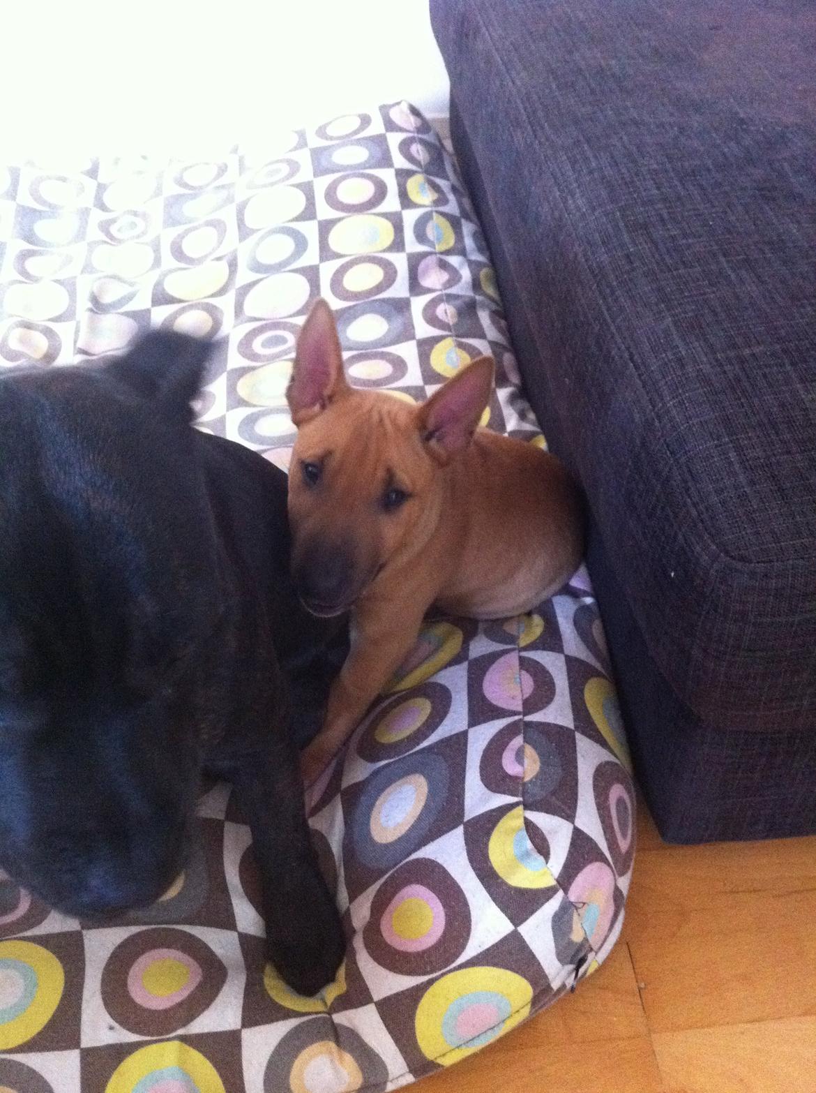 Bullterrier miniature Bosco billede 13