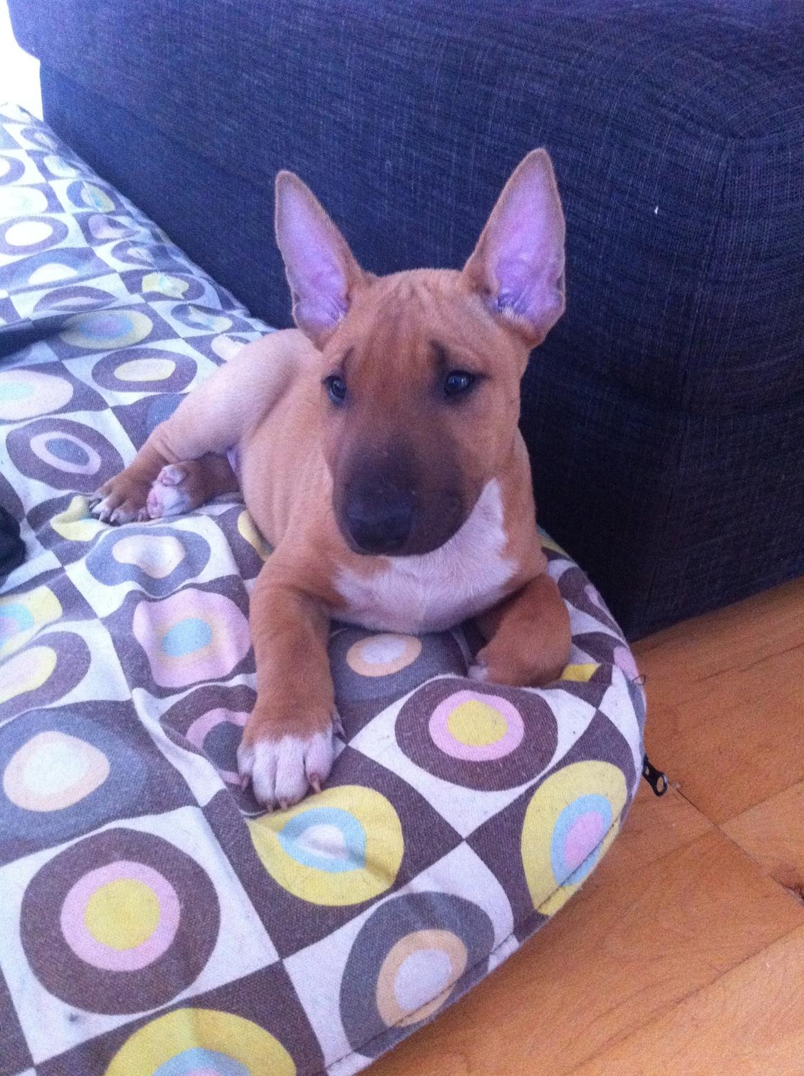 Bullterrier miniature Bosco billede 14