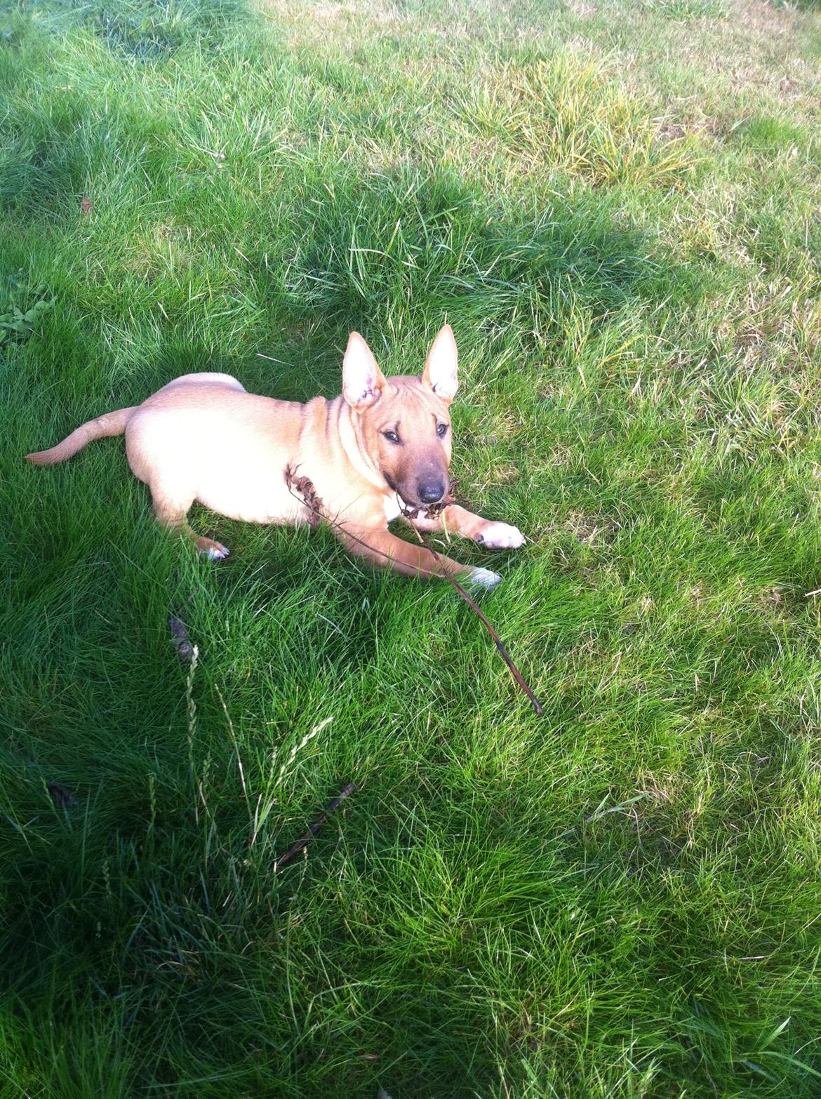 Bullterrier miniature Bosco - Hygger i haven :) .. billede 15