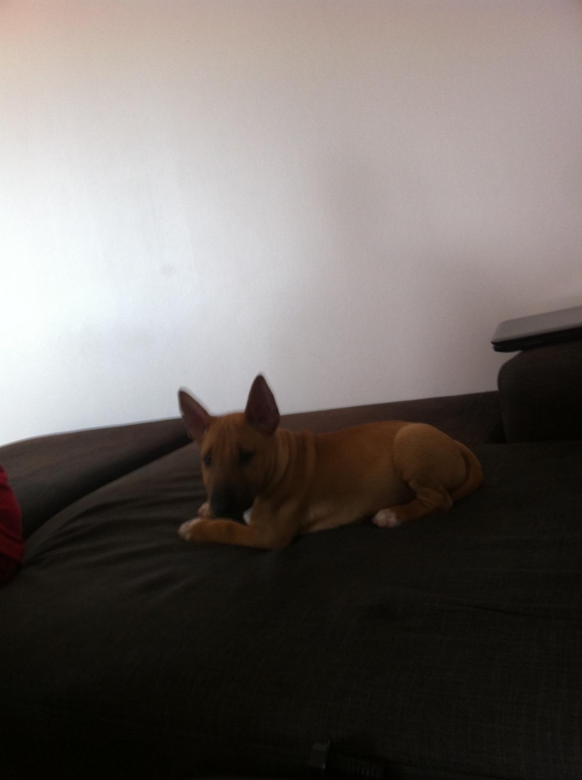 Bullterrier miniature Bosco - Mmm den er god den sofa .. billede 16