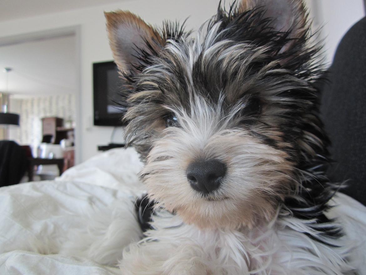 Biewer yorkshire terrier Ejner billede 4