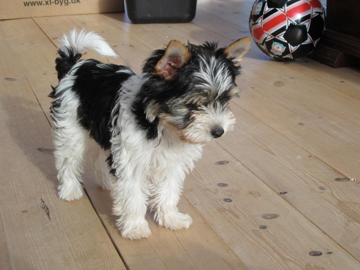 Biewer yorkshire terrier Ejner billede 2