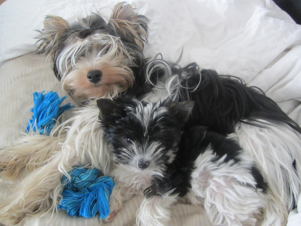Biewer yorkshire terrier Ejner billede 3