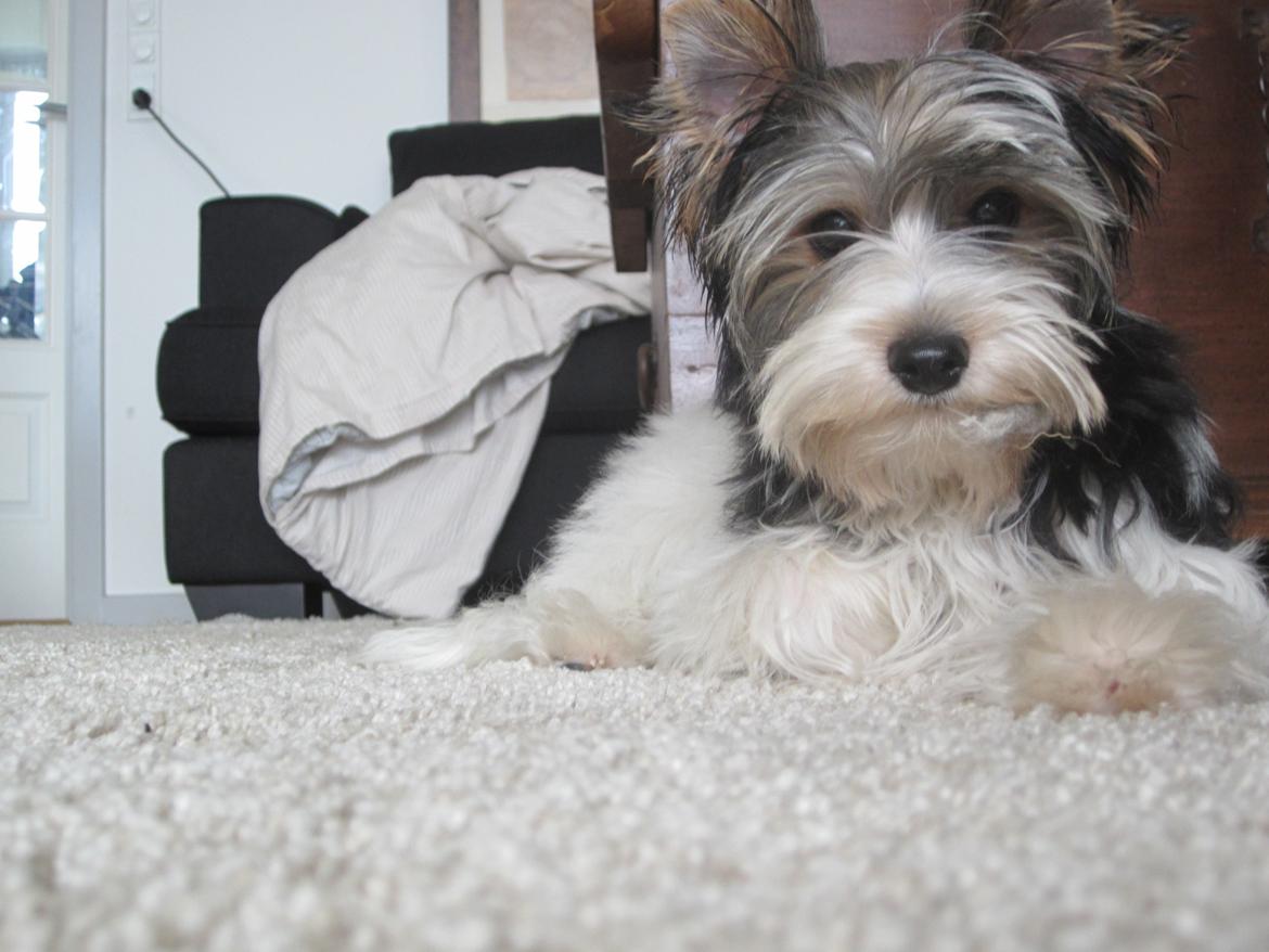 Biewer yorkshire terrier Ejner billede 5
