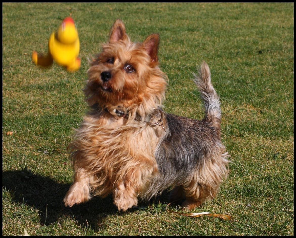 Australsk terrier Luka Min engel - Jeg ska æde dig, din dumme and....
September 2012 billede 9