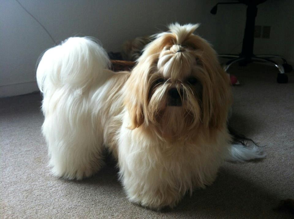 Shih tzu Setti billede 1