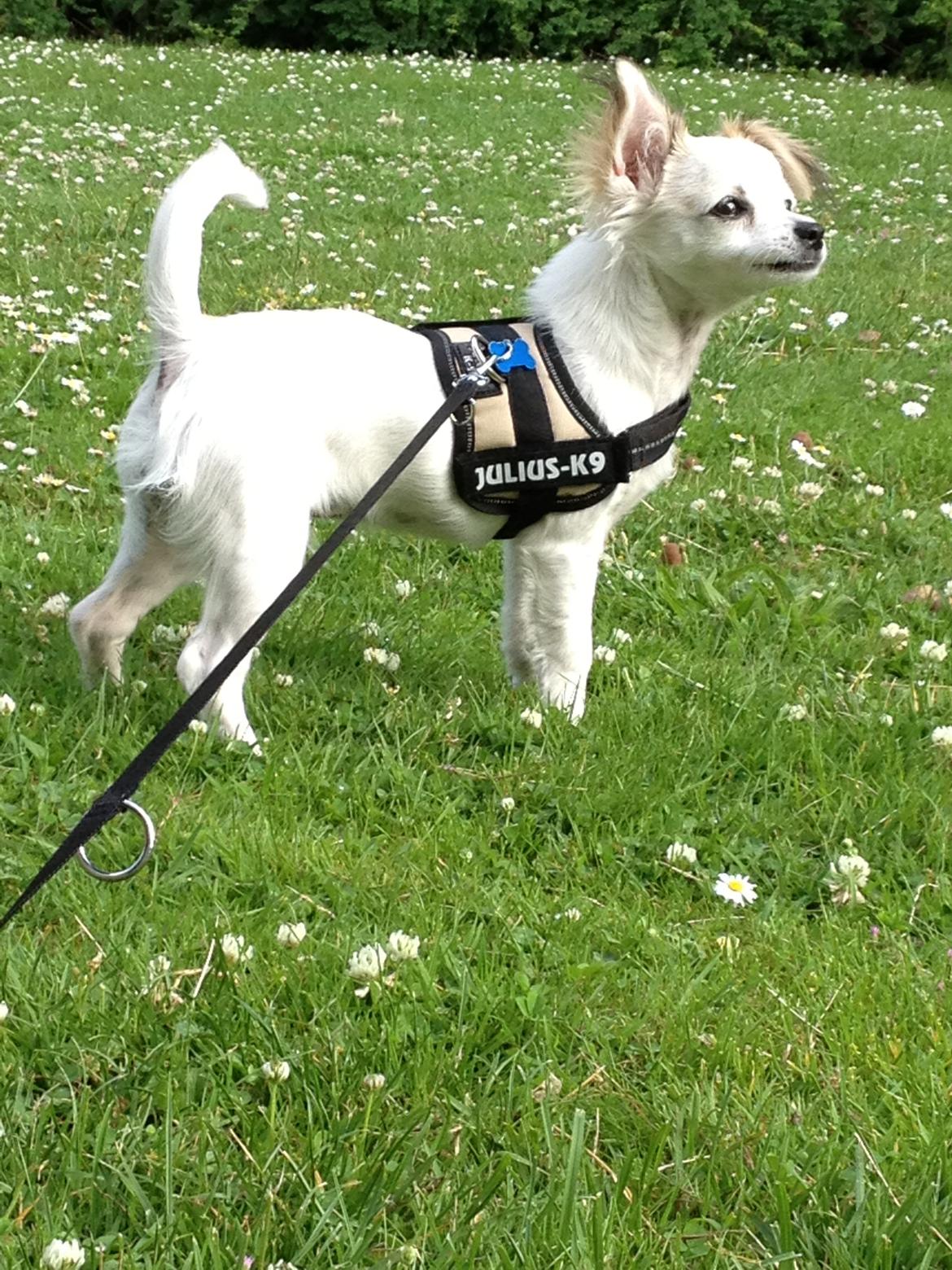 Chihuahua Mojo billede 7