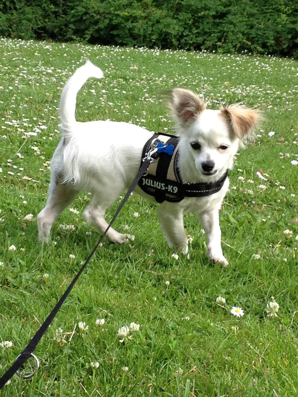 Chihuahua Mojo billede 8