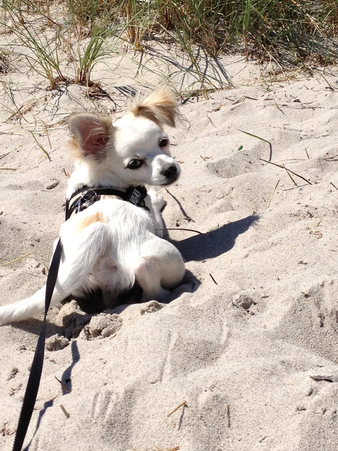 Chihuahua Mojo billede 9