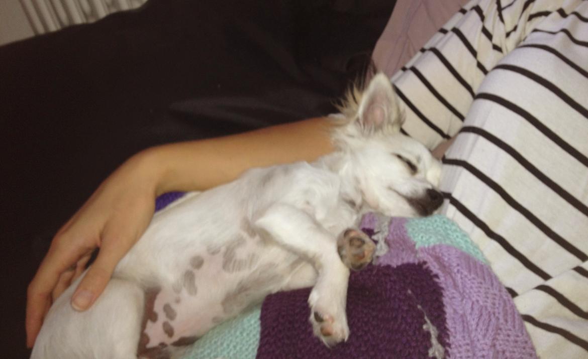 Chihuahua Mojo billede 10