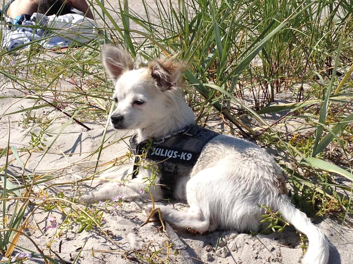 Chihuahua Mojo billede 11