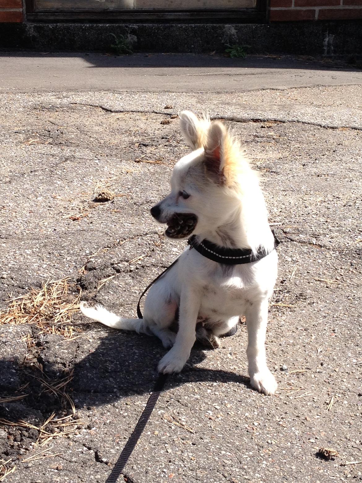 Chihuahua Mojo billede 12