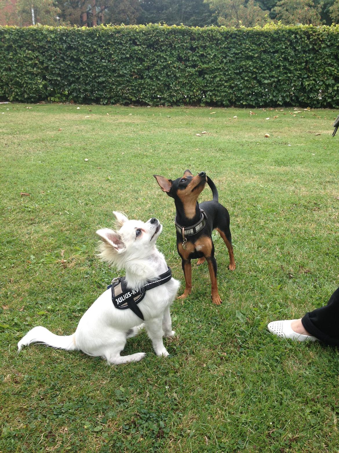 Chihuahua Mojo billede 13