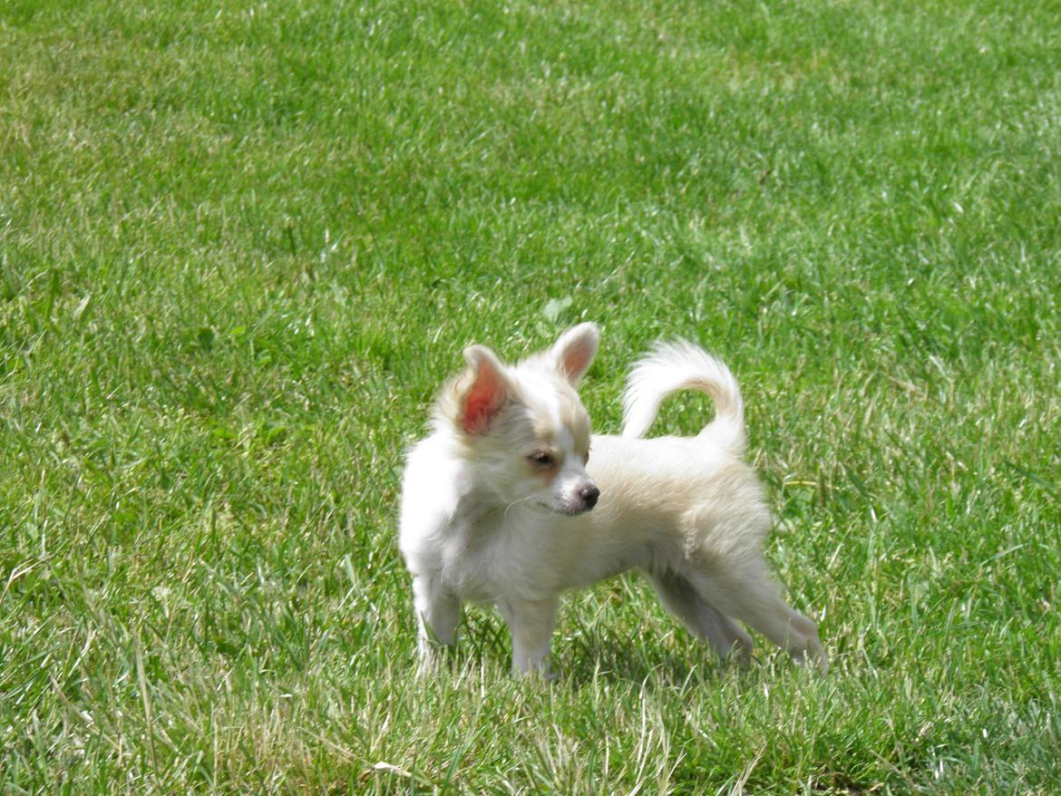 Chihuahua Allie - Første møde med Allie i Køge billede 1