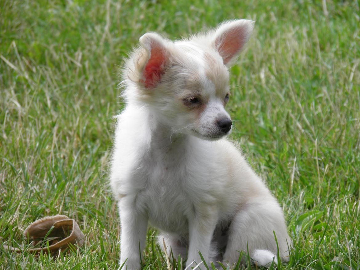 Chihuahua Allie billede 2