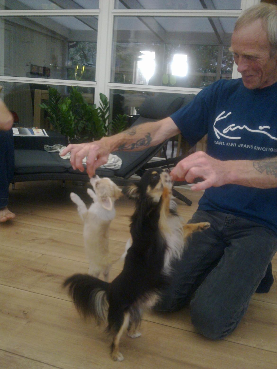 Chihuahua Allie - der danses gerne for en lækker bisken billede 5