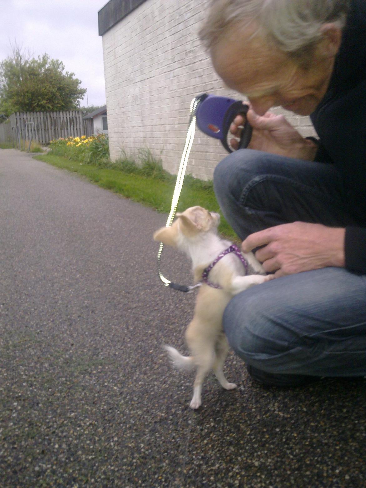 Chihuahua Allie - første gåtur med Alf billede 4