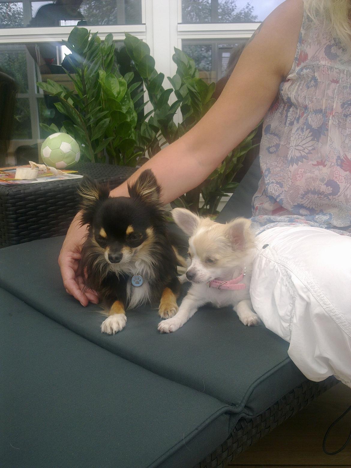 Chihuahua Allie - Allie er lige kommet hjem til os billede 3