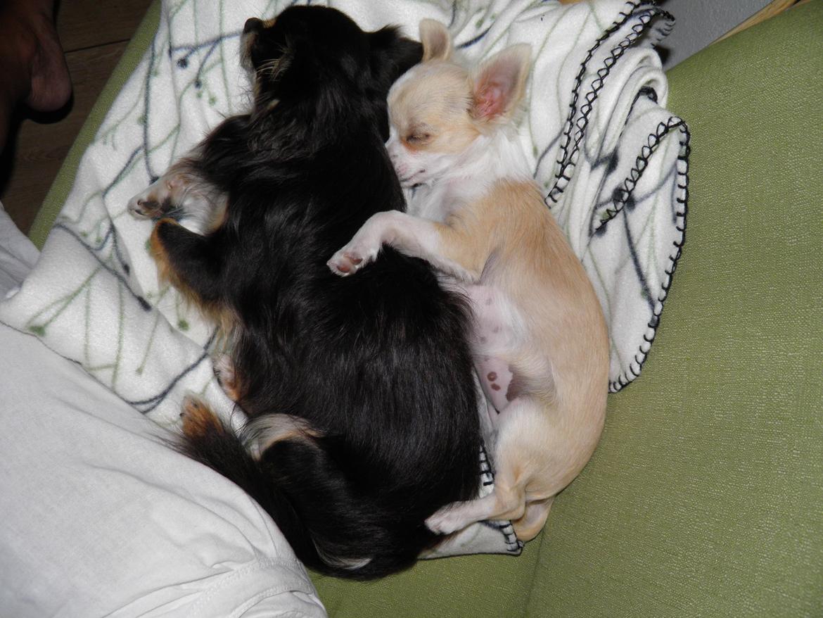 Chihuahua Allie - 2 der virkelig nyder hinandens selskab billede 13