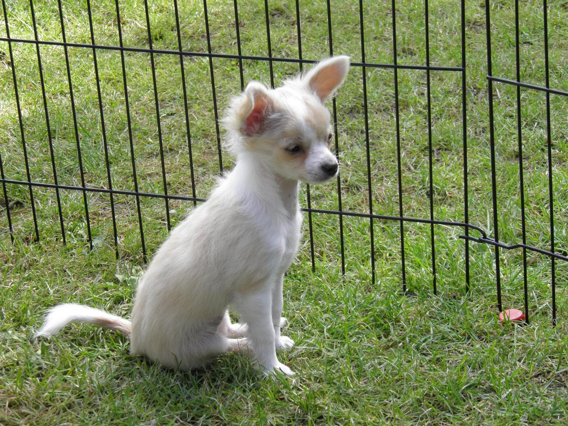 Chihuahua Allie - i løbegården på camping billede 7