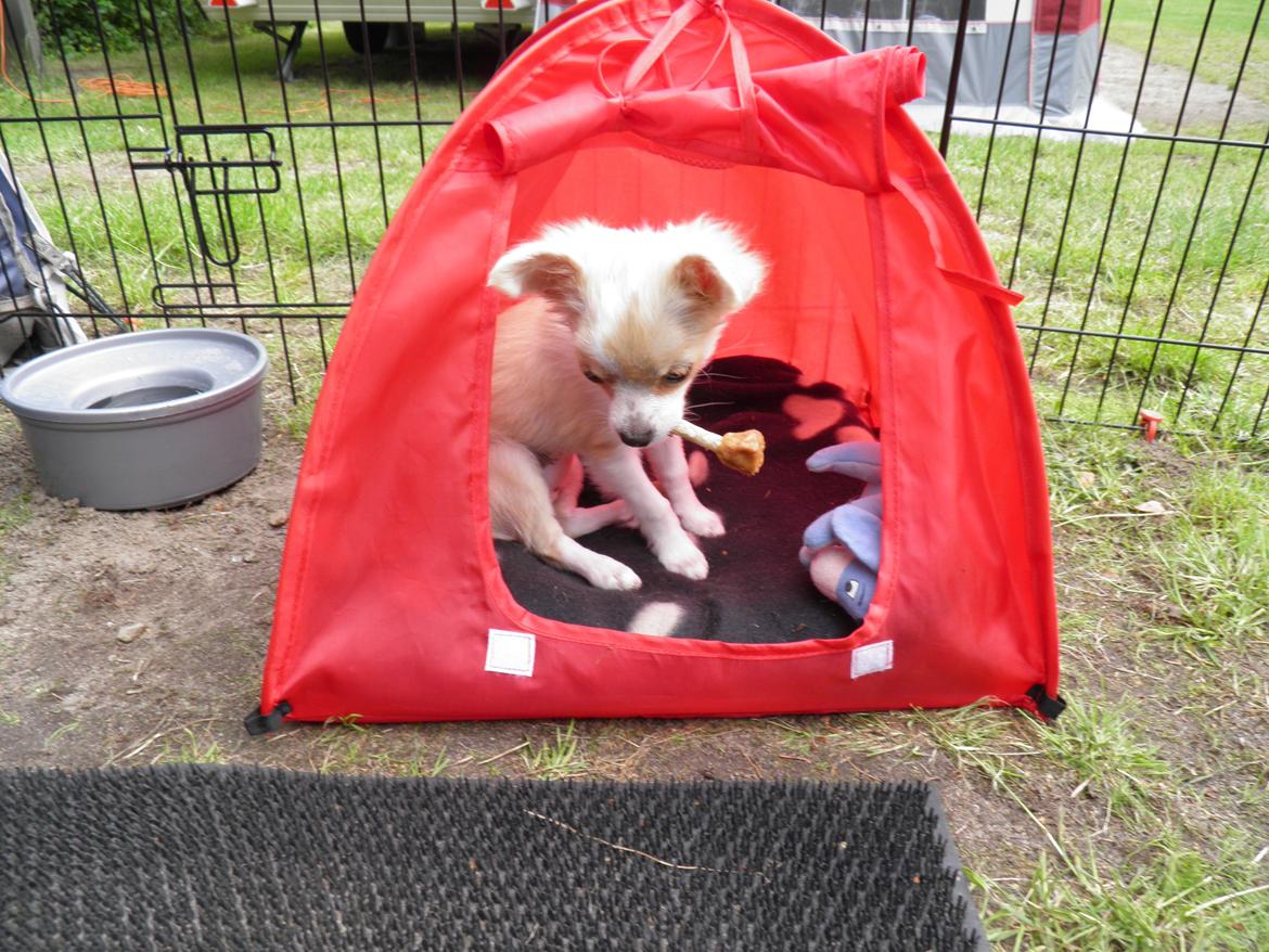Chihuahua Allie - Man har vel eget telt når man camperer billede 8