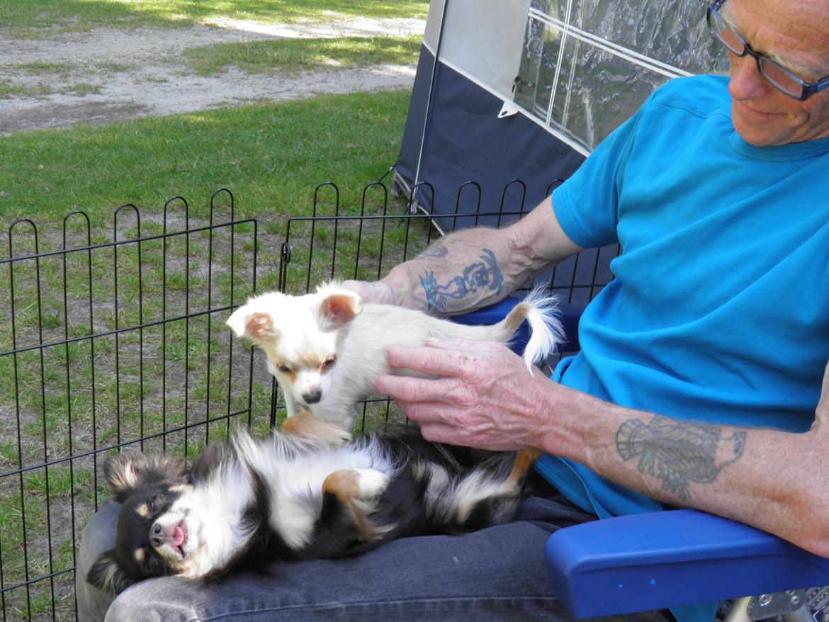 Chihuahua Allie - Hallo Zackie!!! skal du bli ved med at sove billede 9