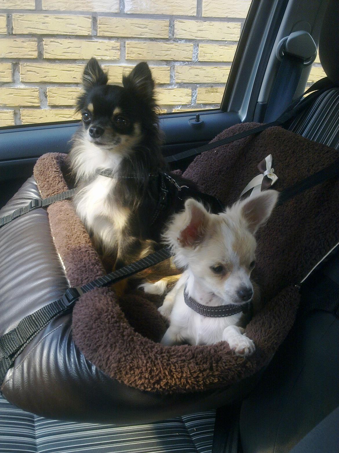 Chihuahua Allie - Klar til tur;spændt godt fast i autostolen billede 11