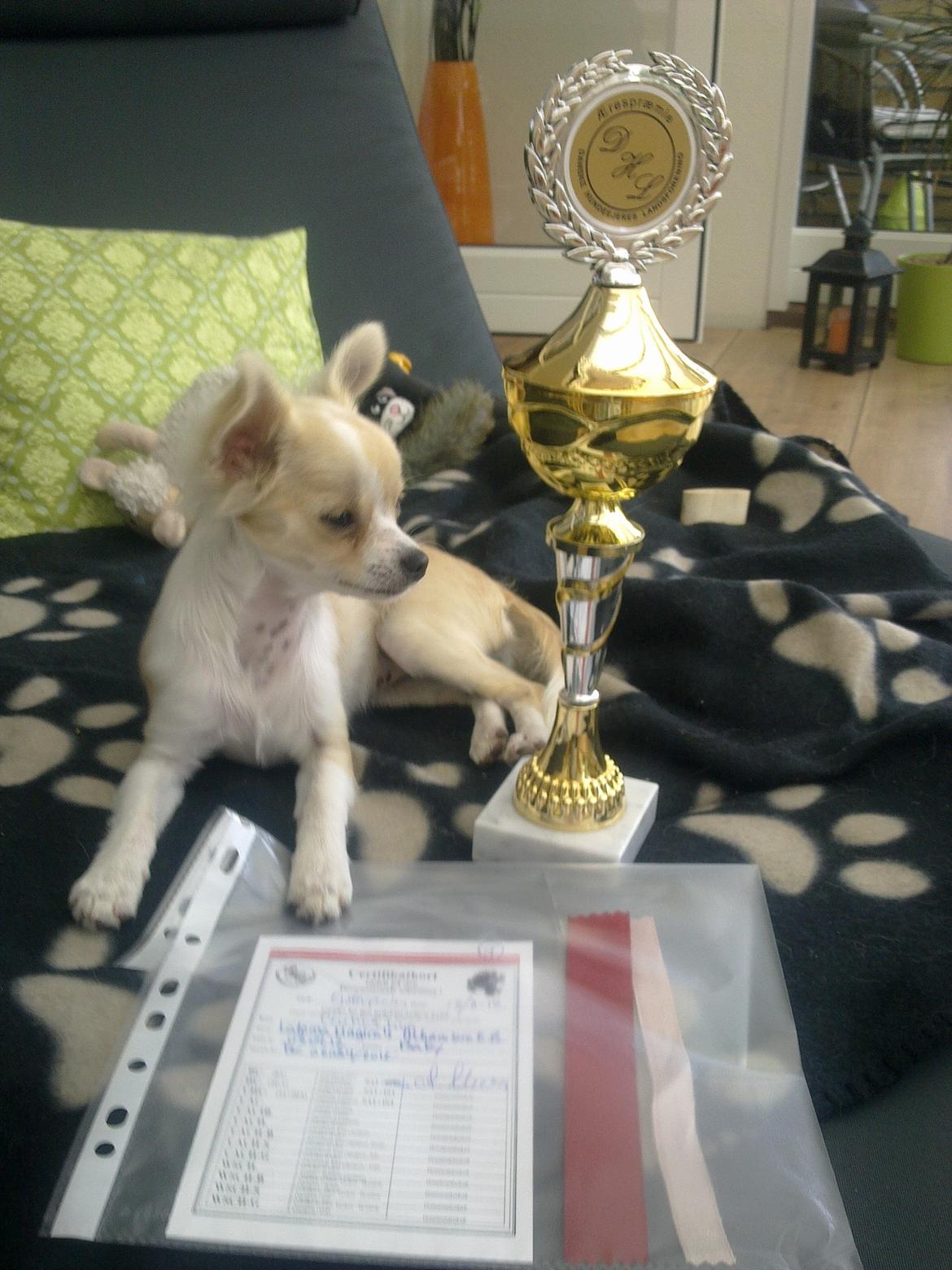 Chihuahua Allie - Allies første 1. plads med natinalt certifikat billede 12